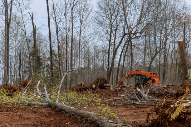 How Our Tree Care Process Works  in  Ridgecrest, FL